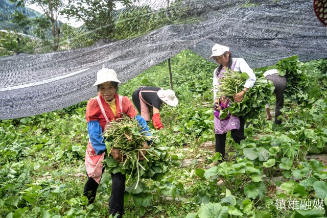 _当地群众利用晴好天气采摘山葵 摄影 胡琼 (4).jpg